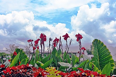 Sky & Flowers