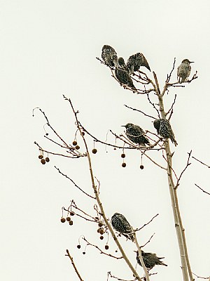 starlings