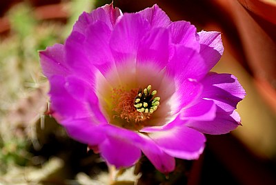 macro flowers