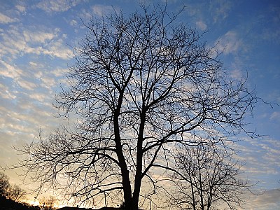 in the evening light