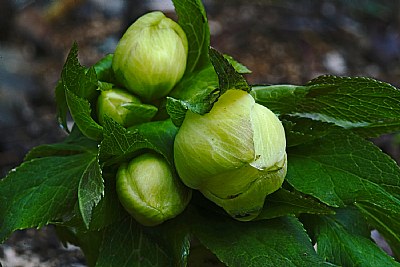yellow hellebores