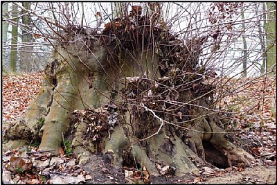 the old stump