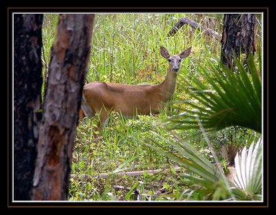 The Yearling