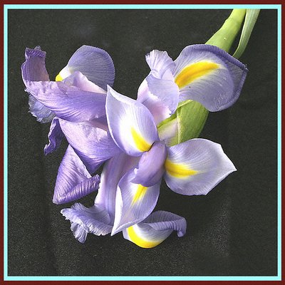 Iris