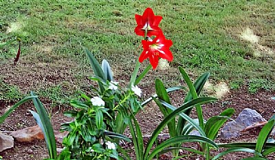 Flowers & Green