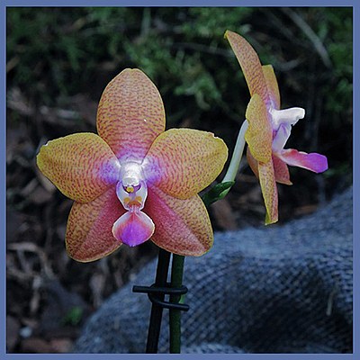 orchid