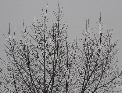 Finches in a Tree