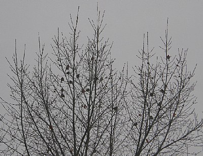Finches in a Tree
