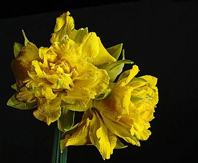 Old fashioned daff