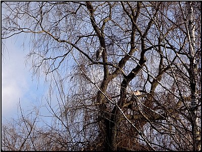 egrets' tree