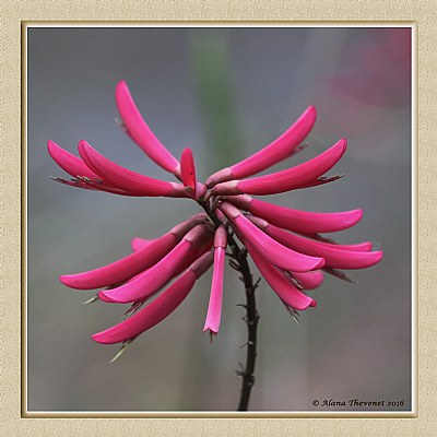 Coral Bean