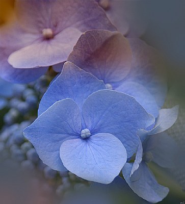 Hydrangea in Fall