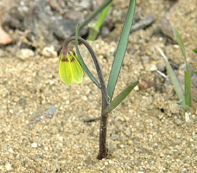 Yellow Bell