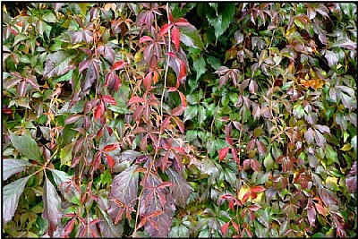 shades of green and red