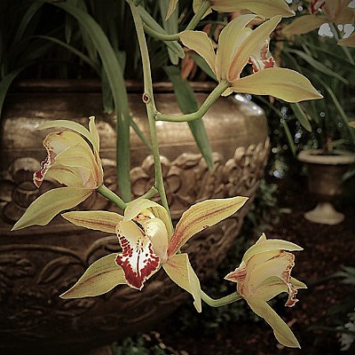 yellow orchid