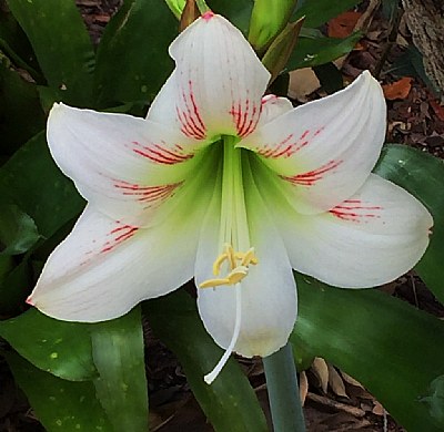 Easter Amaryllis