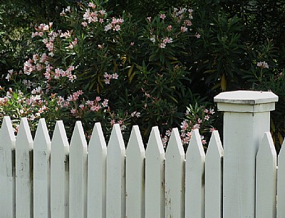 Flowers Over the Fence