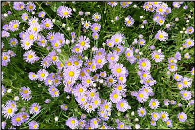 a field of daisies