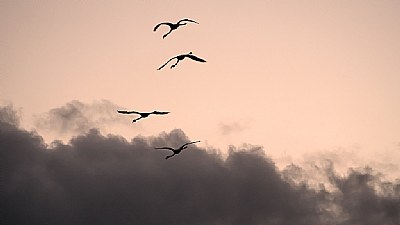  Four Coming in to Land
