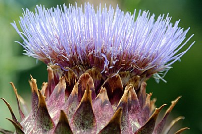 Cardoon