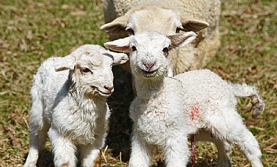 Newborn and happy