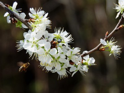 ,. the joys of spring ,.