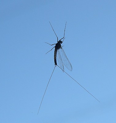 Mayfly