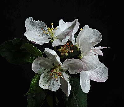 Apple blossom white and pink