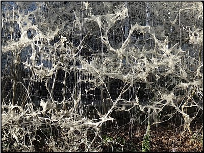 spiderweb wood