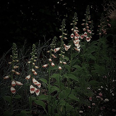 foxgloves