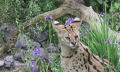 SERVAL