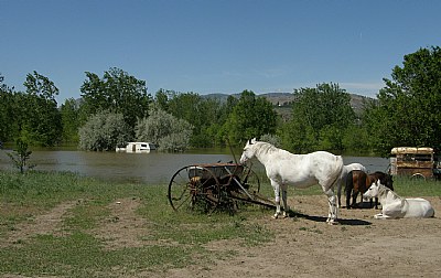Flood Horse