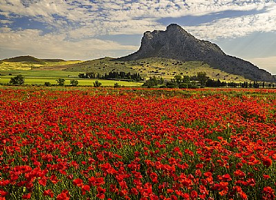  Poppies 