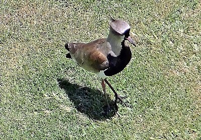 Bird & Reflection