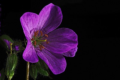 wild geranium detail