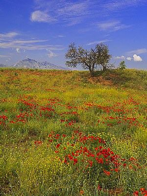 Poppy Fields