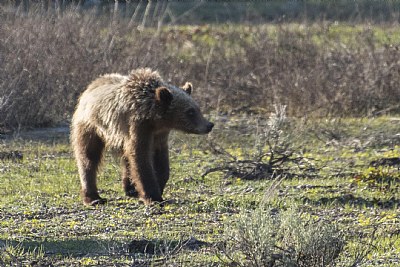 Lone Teton Grizzly