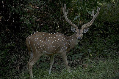 deer, at kanha national park