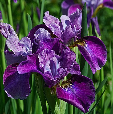 iris delight