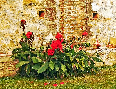 Flowers & Old Wall