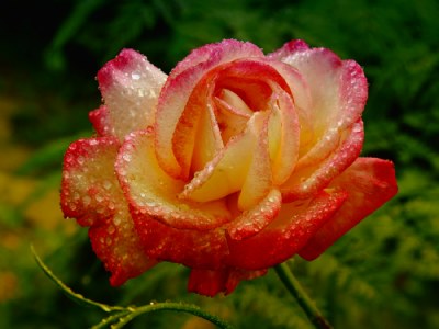 ,. cola's rose ,.