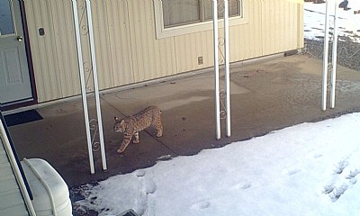 Bobcat