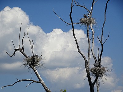 Heron Nests