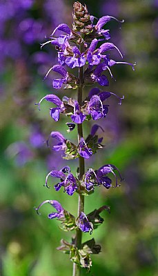 Purple high rise