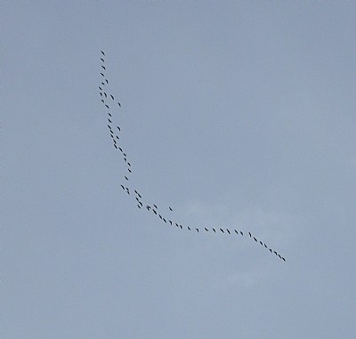 Sand Hill Cranes