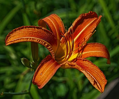 ordinary lily