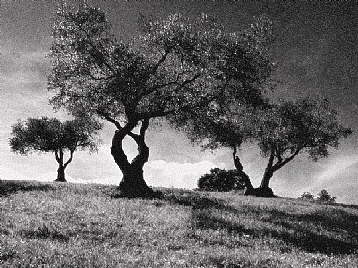Three Olive Trees