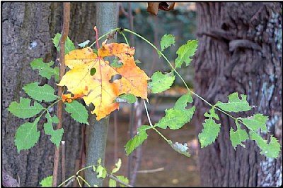 mourning leaf