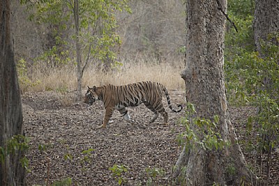tiger at bandhavgarh