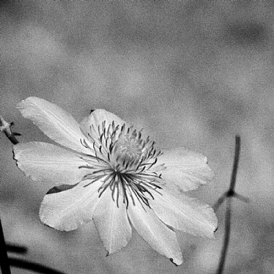 Clematis